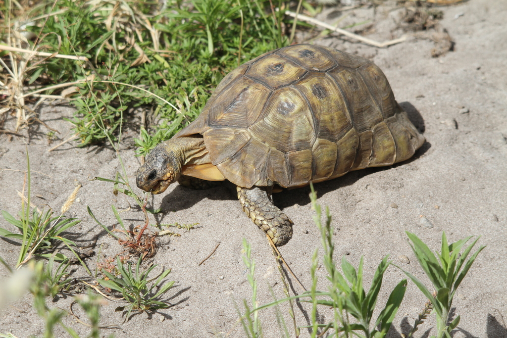 Angulate Tortoise from Garden Route District Municipality, South Africa ...