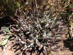 Dudleya attenuata