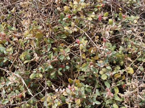 Atriplex semibaccata observed 2023-11-19