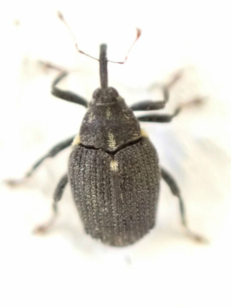 Ceutorhynchus picitarsis
