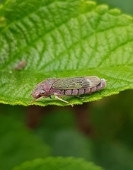 Oncometopia facialis