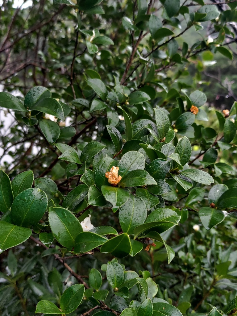 Camellia brevistyla