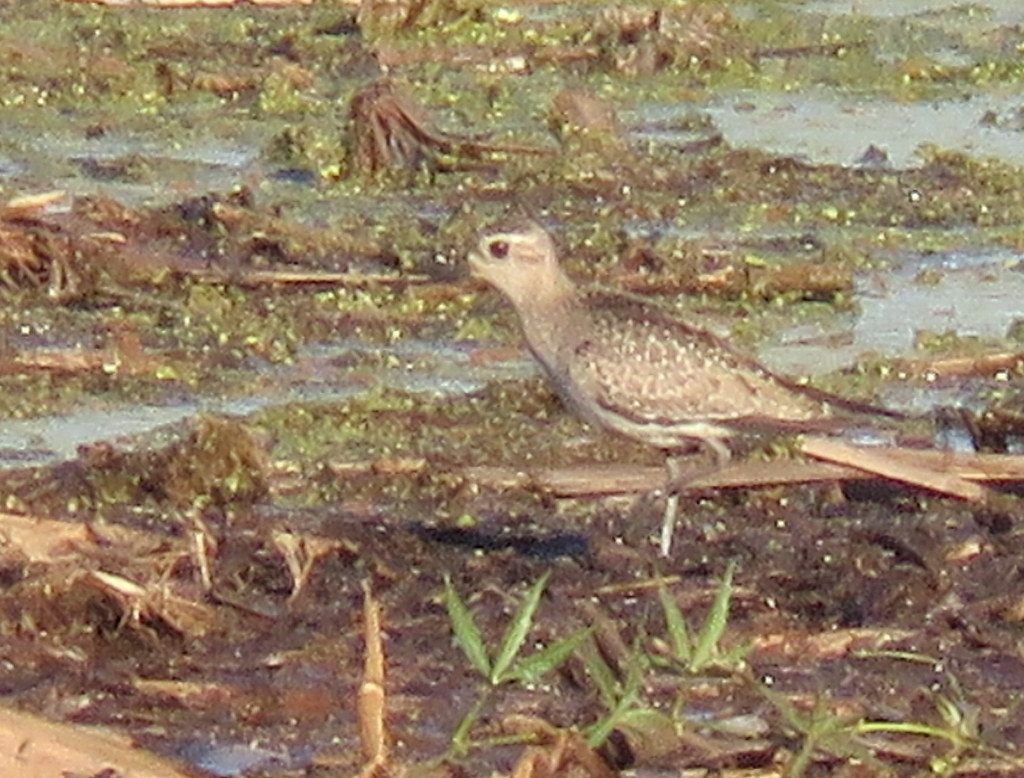 American Golden Plover