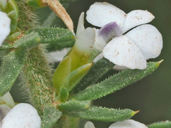 Muraltia satureioides