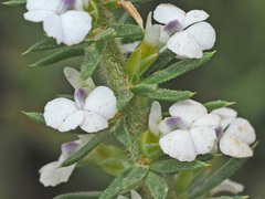 Muraltia satureioides