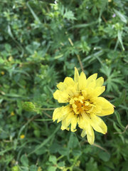 Pyrrhopappus pauciflorus