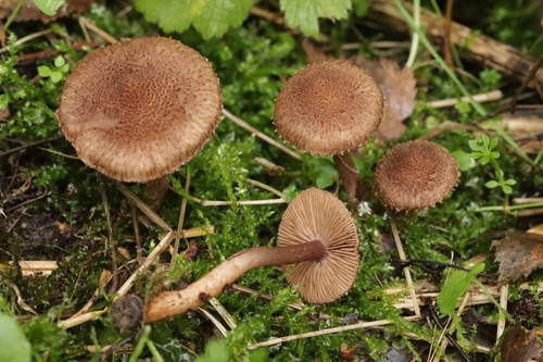 Representative image of Inocybe cincinnata