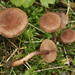 Inocybe obscuroides - Photo (c) bjoerns, some rights reserved (CC BY-SA), uploaded by bjoerns