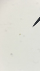 Craticula submolesta