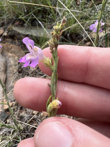 Image of Penstemon linarioides by no rights reserved