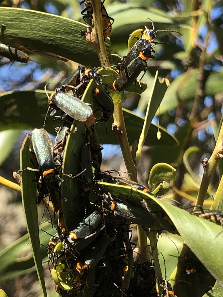 Plague Soldier Beetle from Berlang Rd, Krawarree, NSW, AU on November