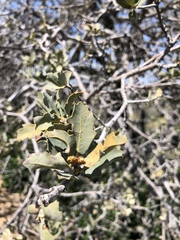 Quercus john-tuckeri