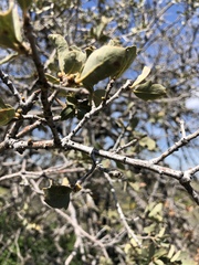 Quercus john-tuckeri