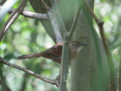 Phacellodomus striaticollis