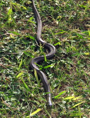 Helicops infrataeniatus