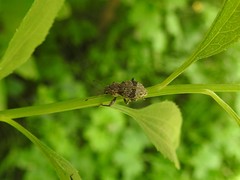 Pantomorus postfasciatus