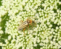 Chauliognathus scriptus