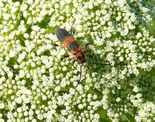 Aphylax