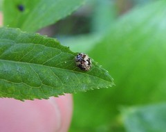 Psyllobora bicongregata