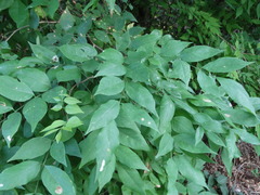 Lonchocarpus mutans