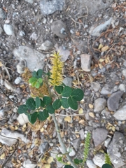 Microlobius foetidus