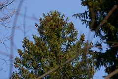Picea × fennica