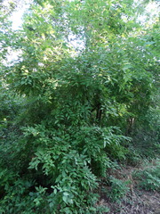 Lonchocarpus mutans
