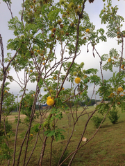Leucaena retusa