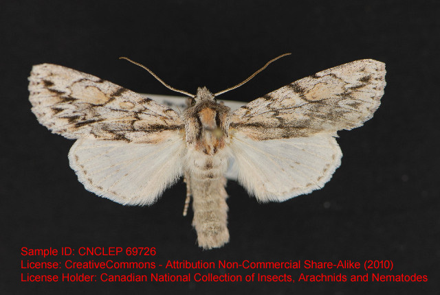 Andropolia olga