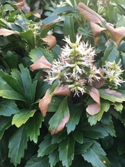 Pachysandra