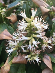 Pachysandra