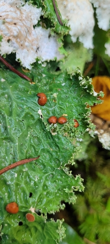 Lettuce Lichen