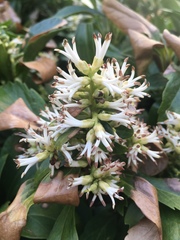 Pachysandra
