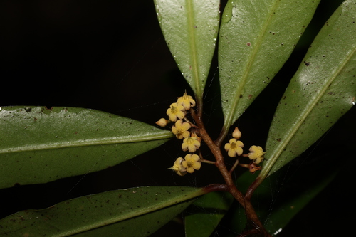 Ardisia bakeri (Ardisia bakeri)