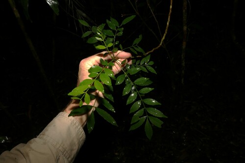 Image of Zanthoxylum brachyacanthum by (c) Greg Tasney, some rights reserved (CC BY-SA)