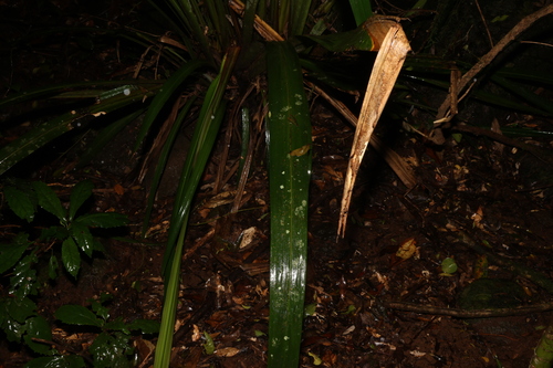 Image of Helmholtzia glaberrima by (c) Greg Tasney, some rights reserved (CC BY-SA)