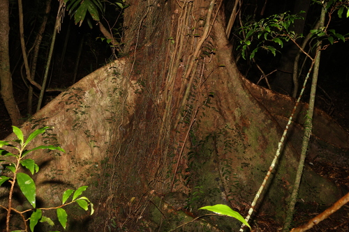 Image of Syzygium nebulosum by (c) Greg Tasney, some rights reserved (CC BY-SA)