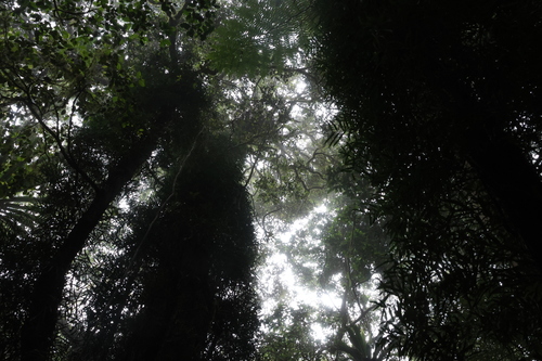 Image of Syzygium nebulosum by (c) Greg Tasney, some rights reserved (CC BY-SA)