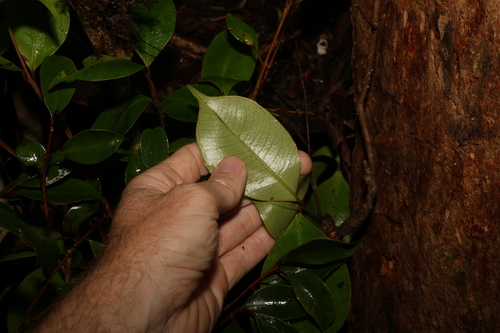 Image of Syzygium nebulosum by (c) Greg Tasney, some rights reserved (CC BY-SA)