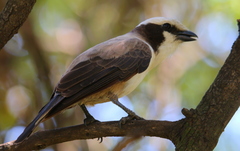 Eurocephalus anguitimens