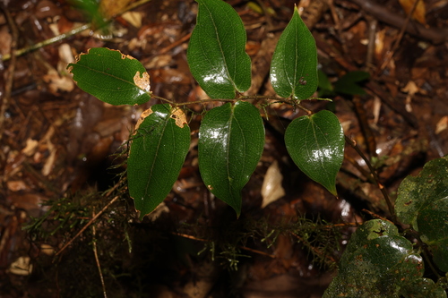 Image of Ripogonum fawcettianum by (c) Greg Tasney, some rights reserved (CC BY-SA)