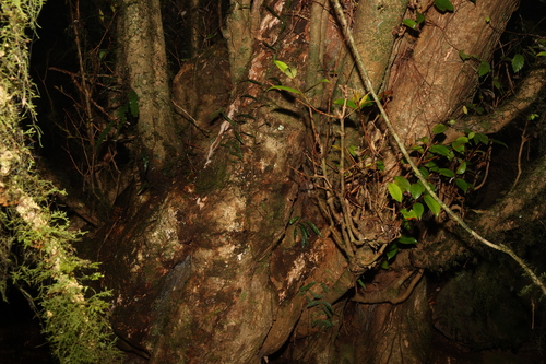Image of Syzygium nebulosum by (c) Greg Tasney, some rights reserved (CC BY-SA)