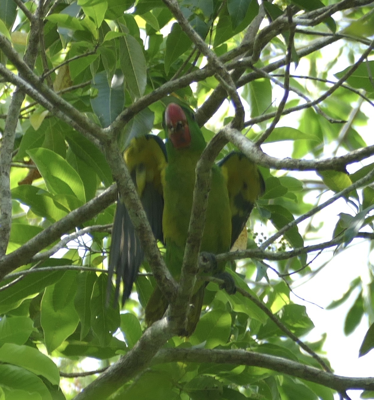 Great-billed Parrot (Tanygnathus megalorynchos), photo 2