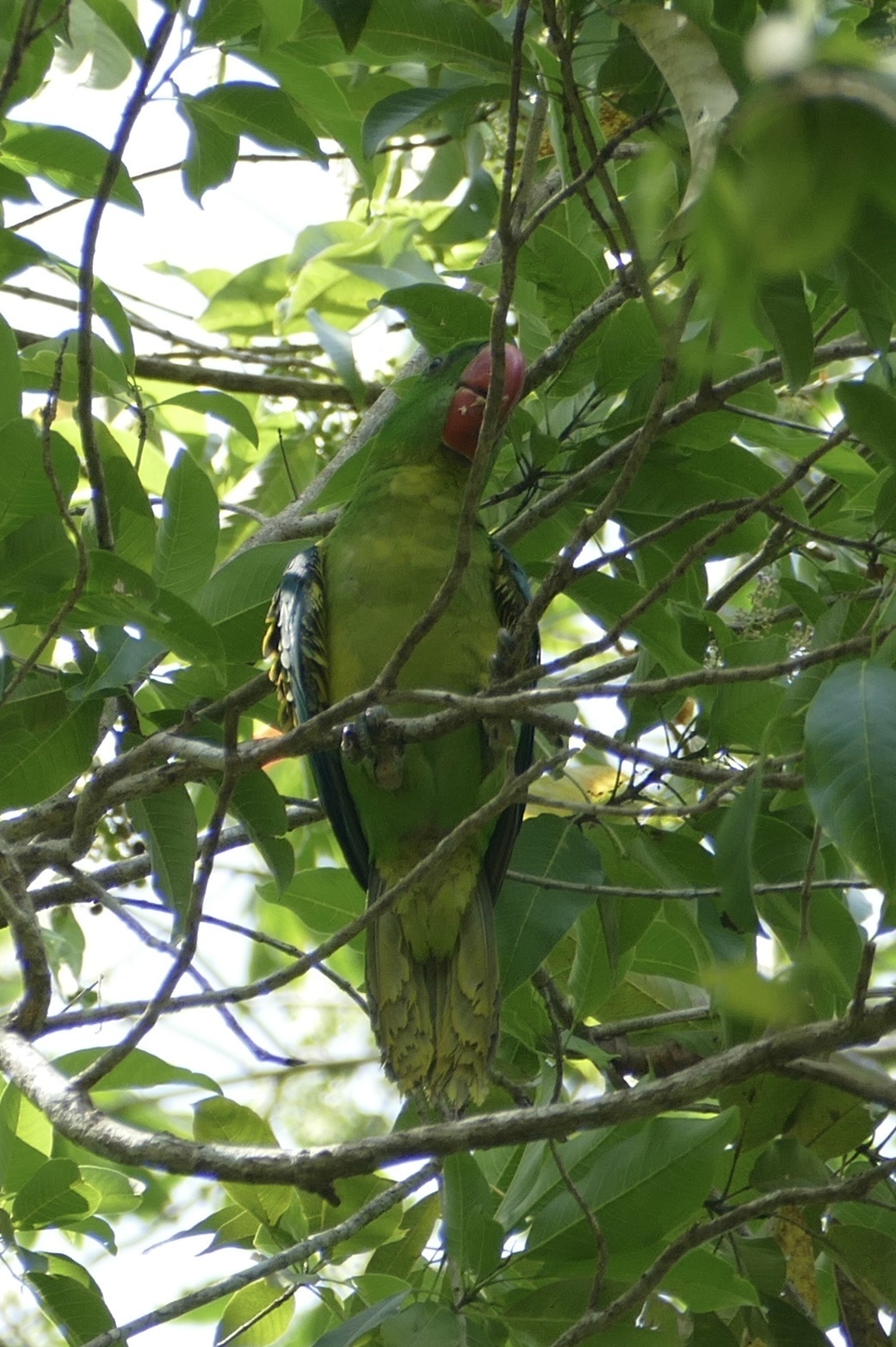 Great-billed Parrot (Tanygnathus megalorynchos), photo 5