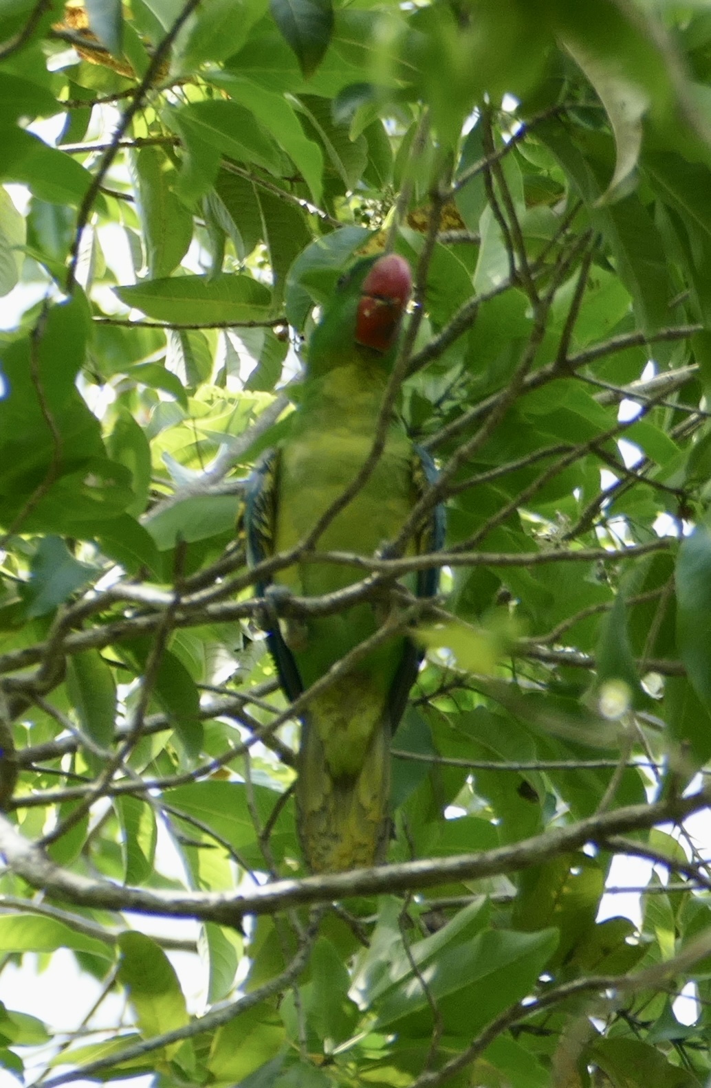 Great-billed Parrot (Tanygnathus megalorynchos), photo 6