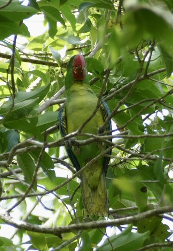 Great-billed Parrot (Tanygnathus megalorynchos)