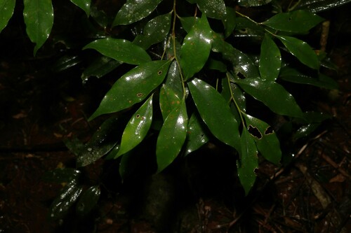 Image of Cryptocarya meisneriana by (c) Greg Tasney, some rights reserved (CC BY-SA)