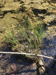 Carex decomposita