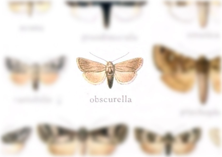 Leucocnemis obscurella