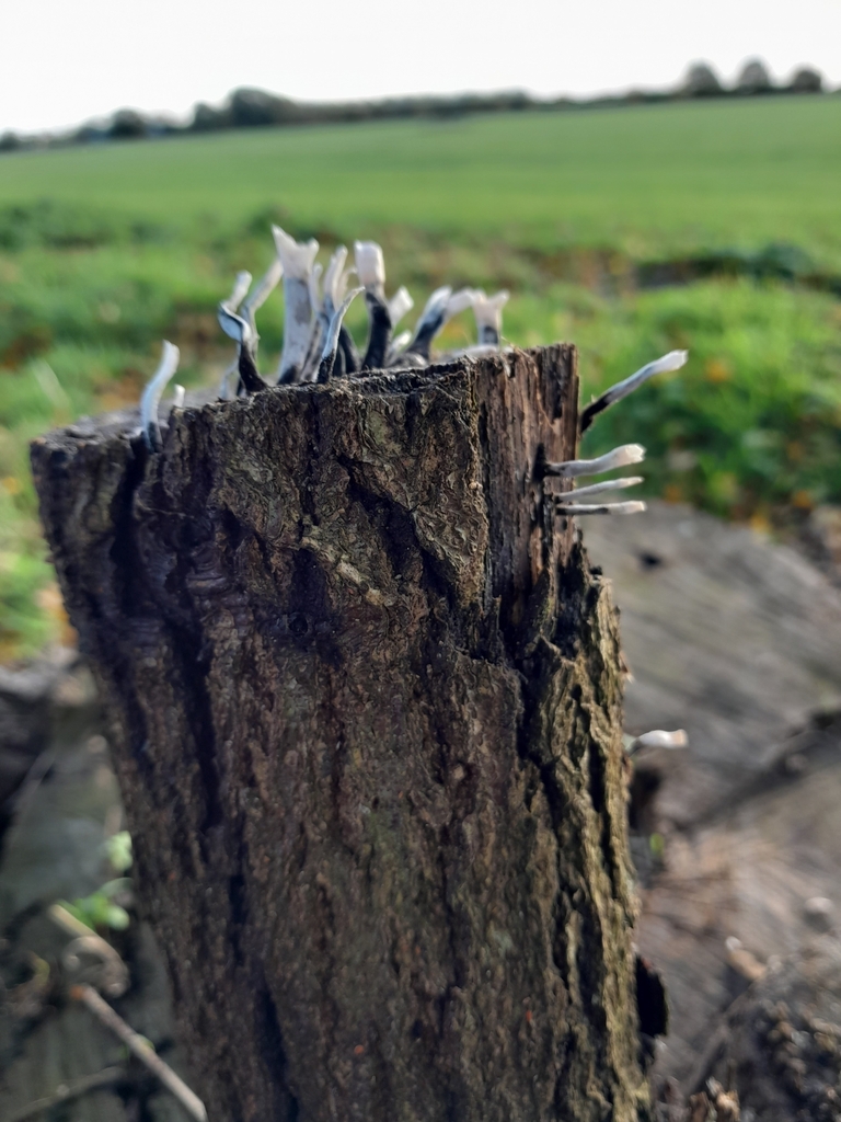 Candlesnuff Fungus from Stones Green, Harwich CO12 5BY, UK on November